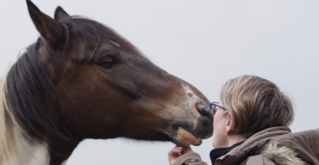 Formation Consultant en Connexion Equestre